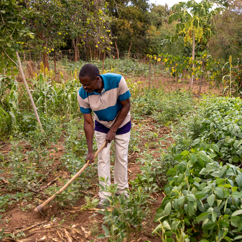 man tends to garden